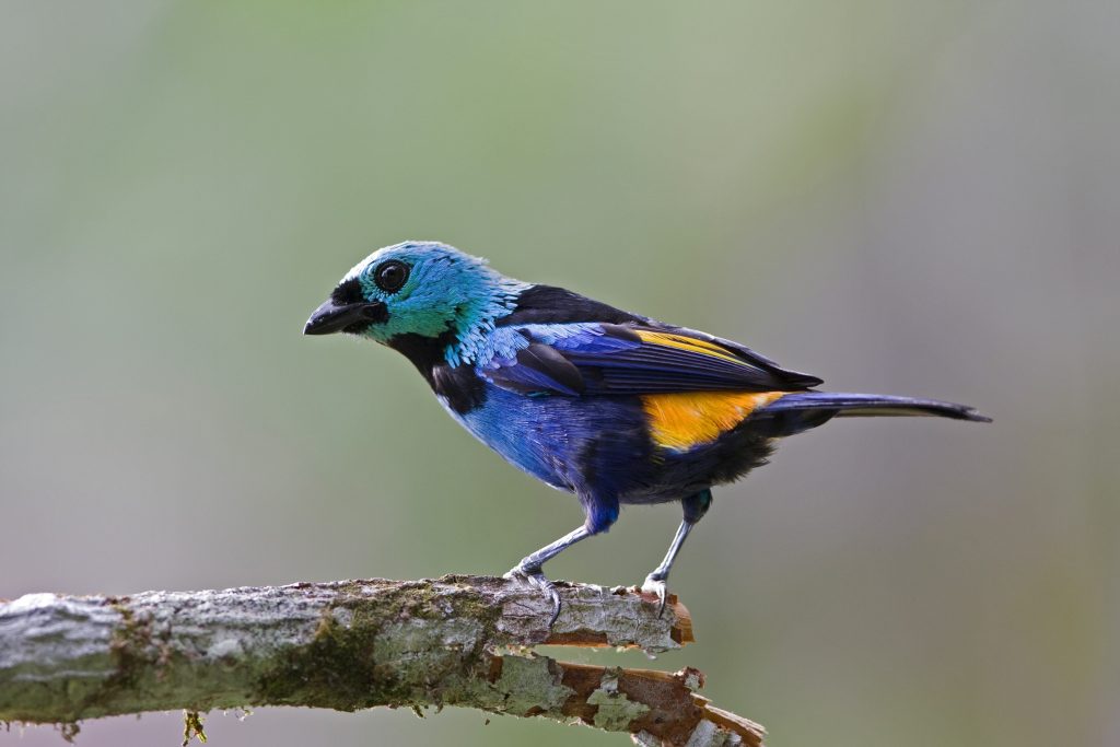 Seven-couloured tanager, a vulnerable species endemic to northeastern Brazil ©Ciro Albano