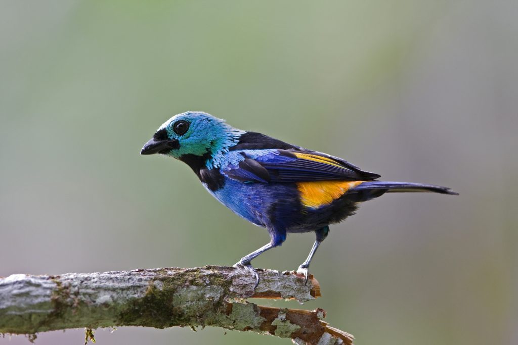 UN recognizes effort to restore South America's Atlantic Forest