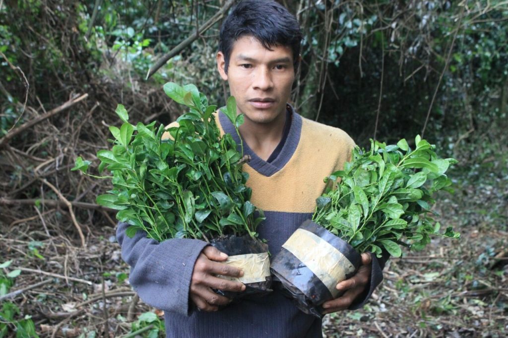 Forests2Follow - A globally significant landscape: South America's Atlantic  Forest - Trillion Trees