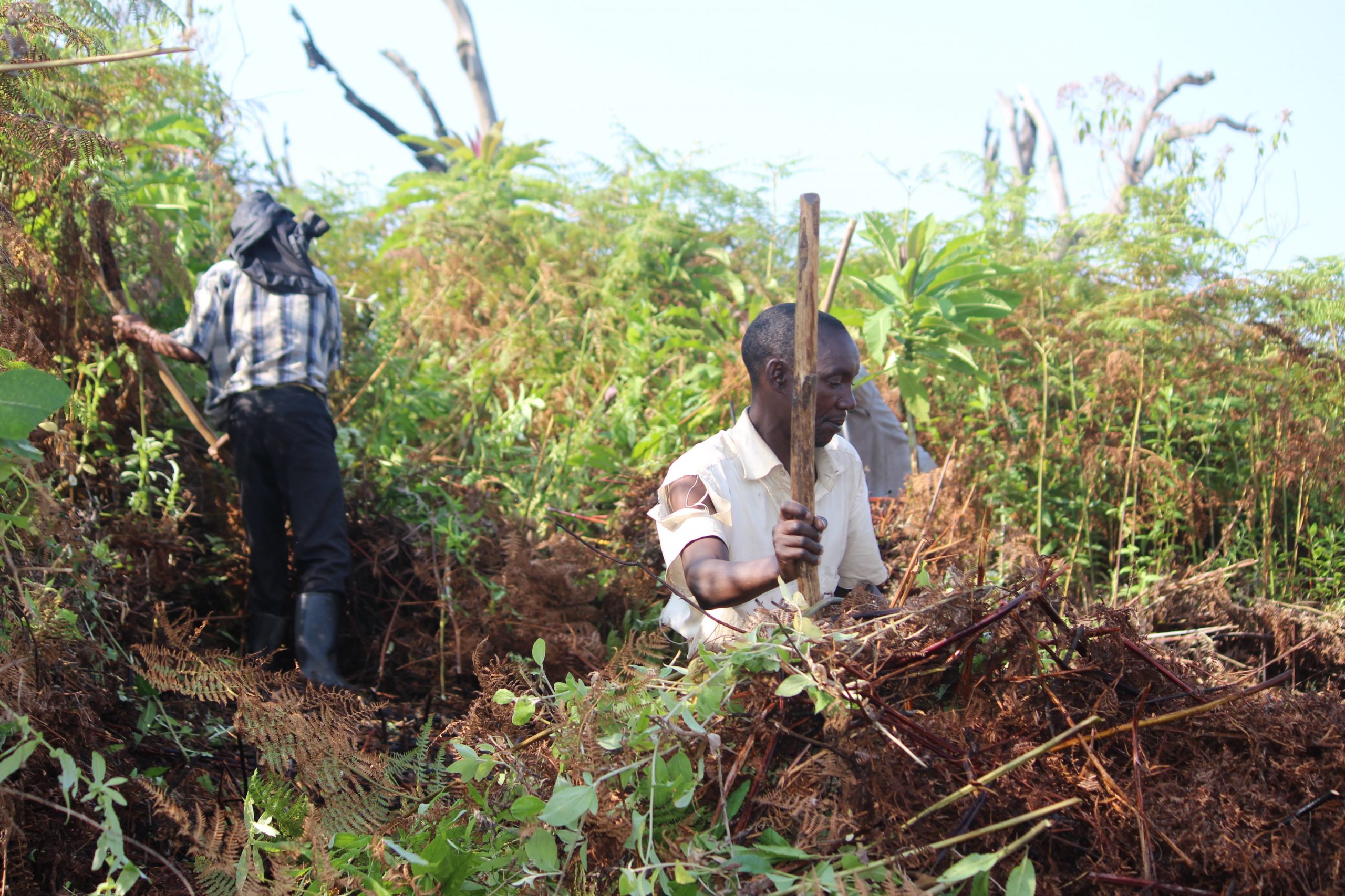 Man clearing ferns in Rwanda