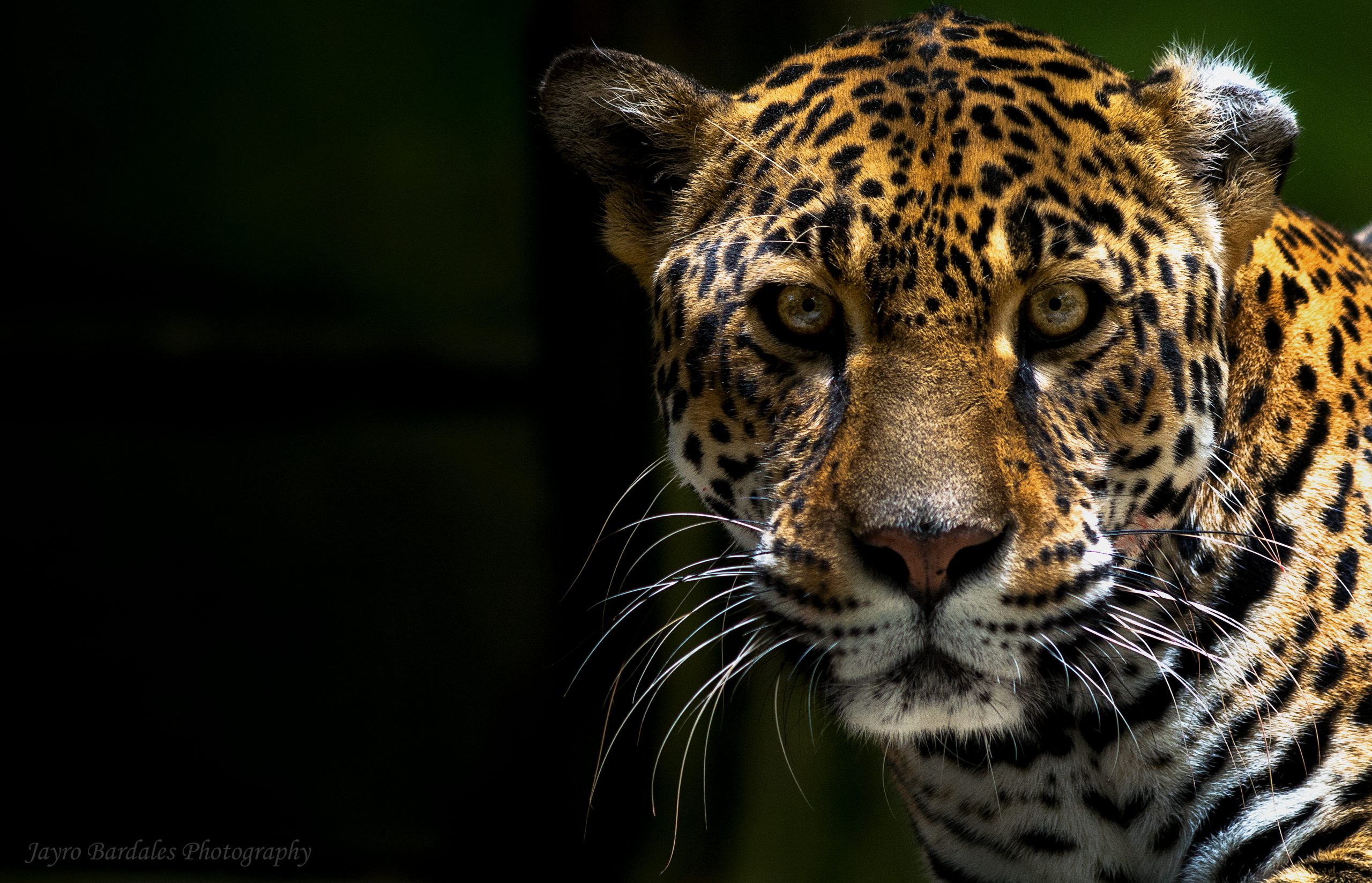 Portrait photo of a Jaguar