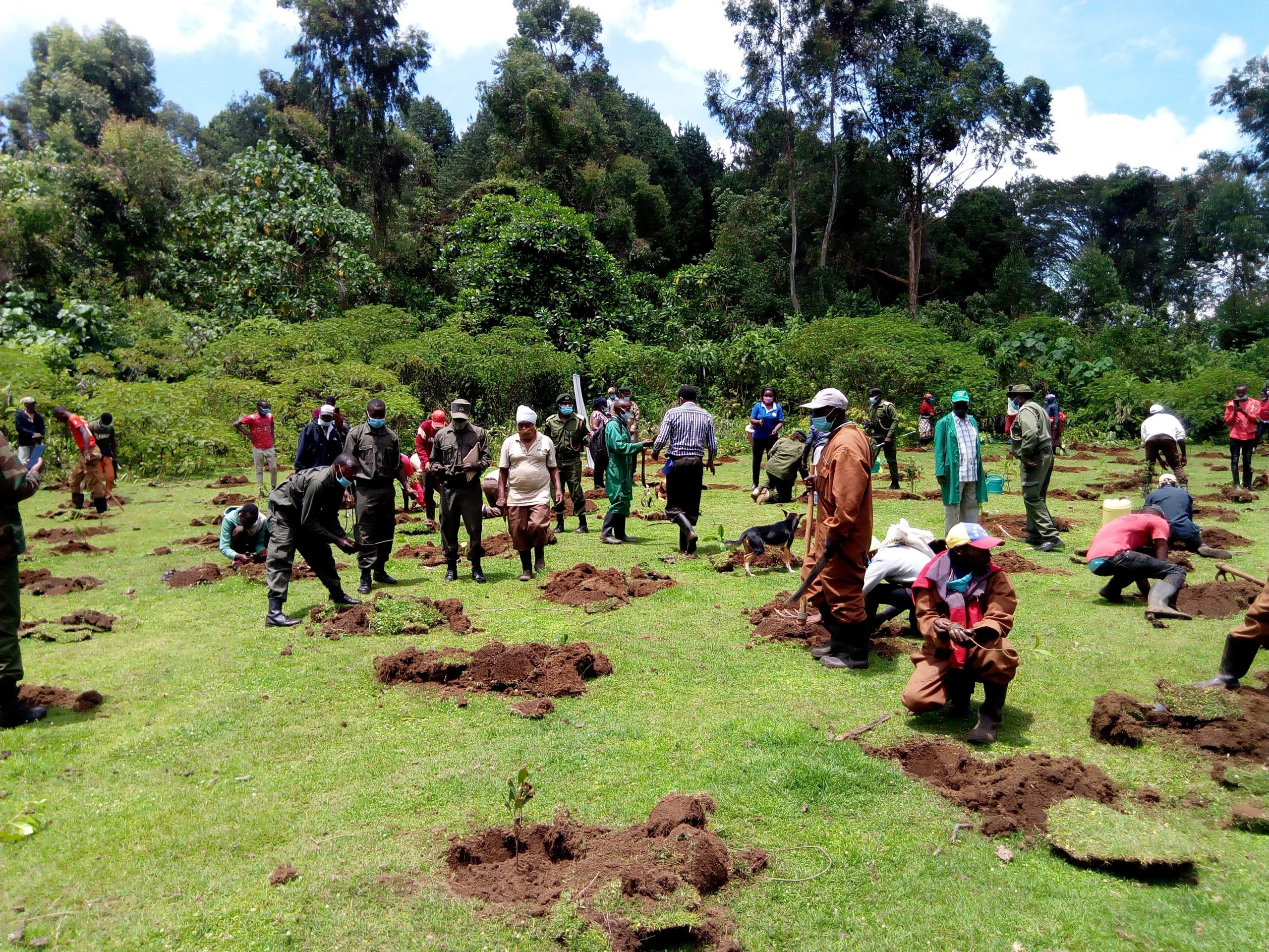 Mount Kenya Aberdare And Nandi Forests Trillion Trees