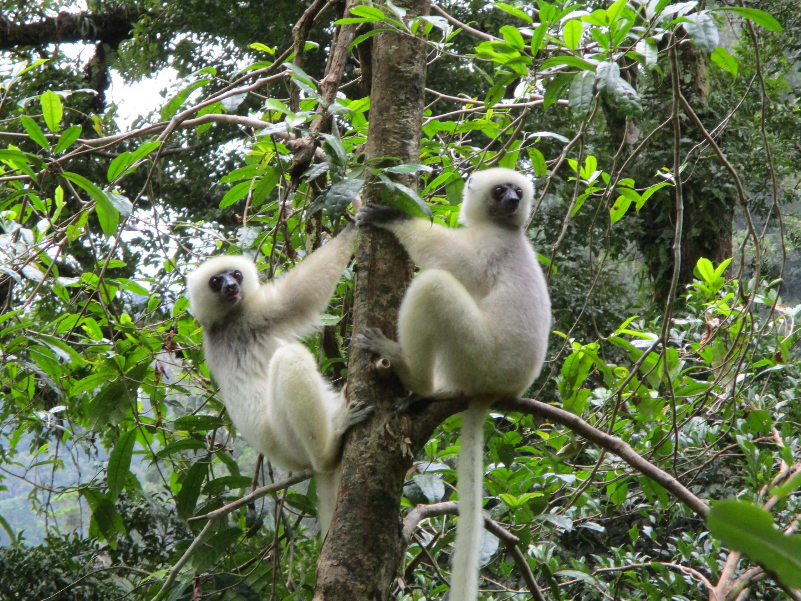 Two Silky Sifaka lemurs in a tree