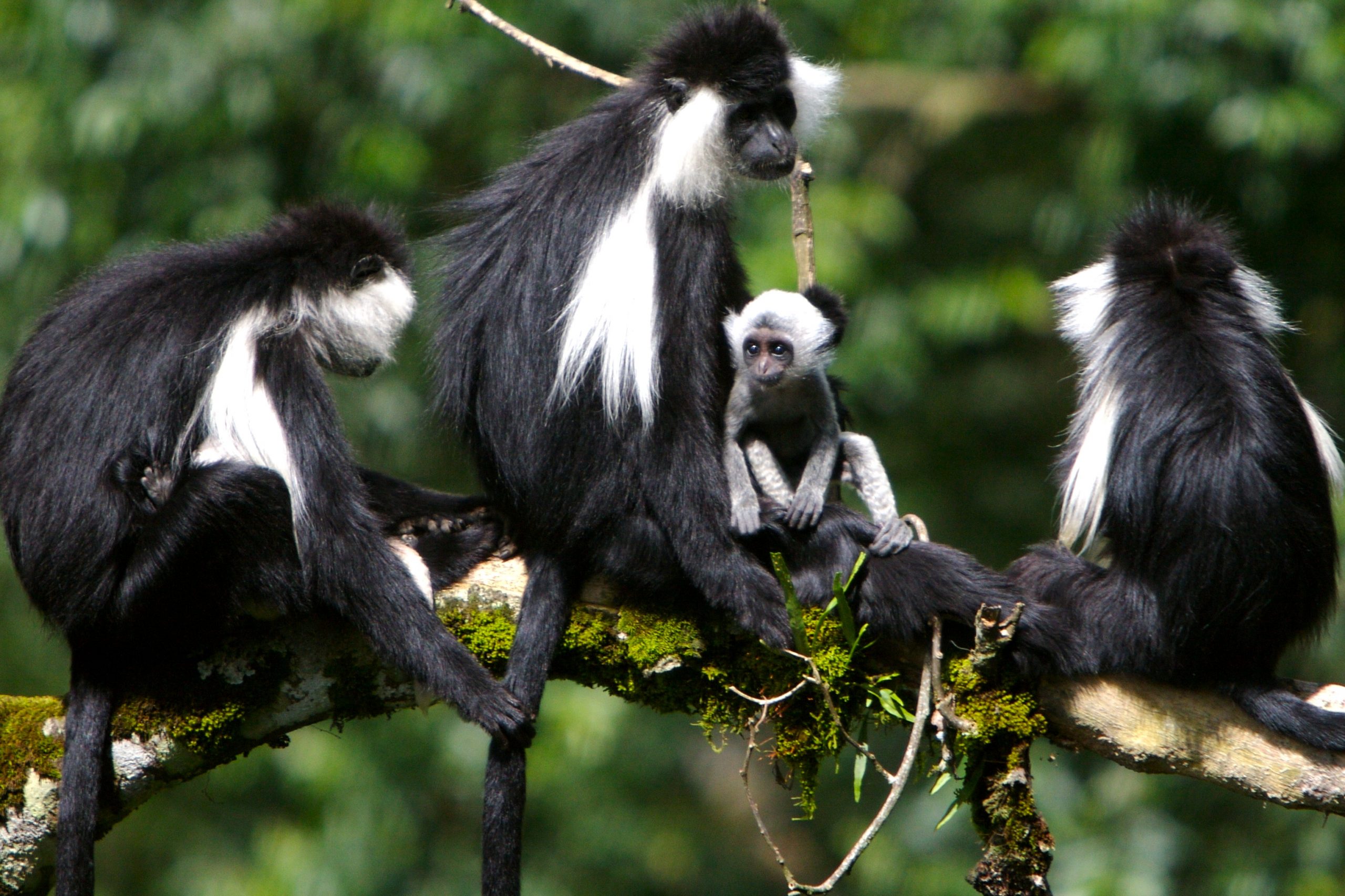 Angolan black and white colobus - a group of adults with young
