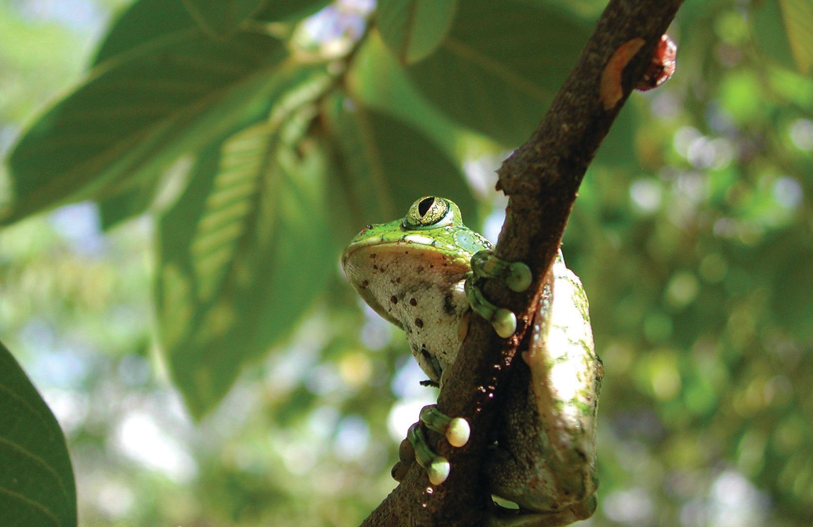 Tree frog in a tree