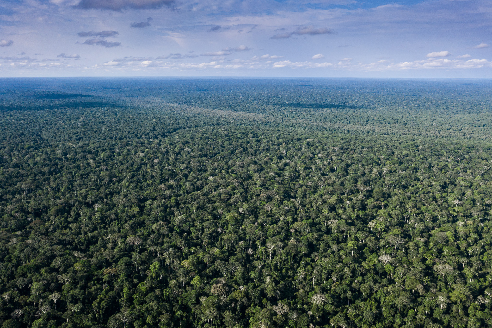 US Response To Deforestation In The Congo Basin