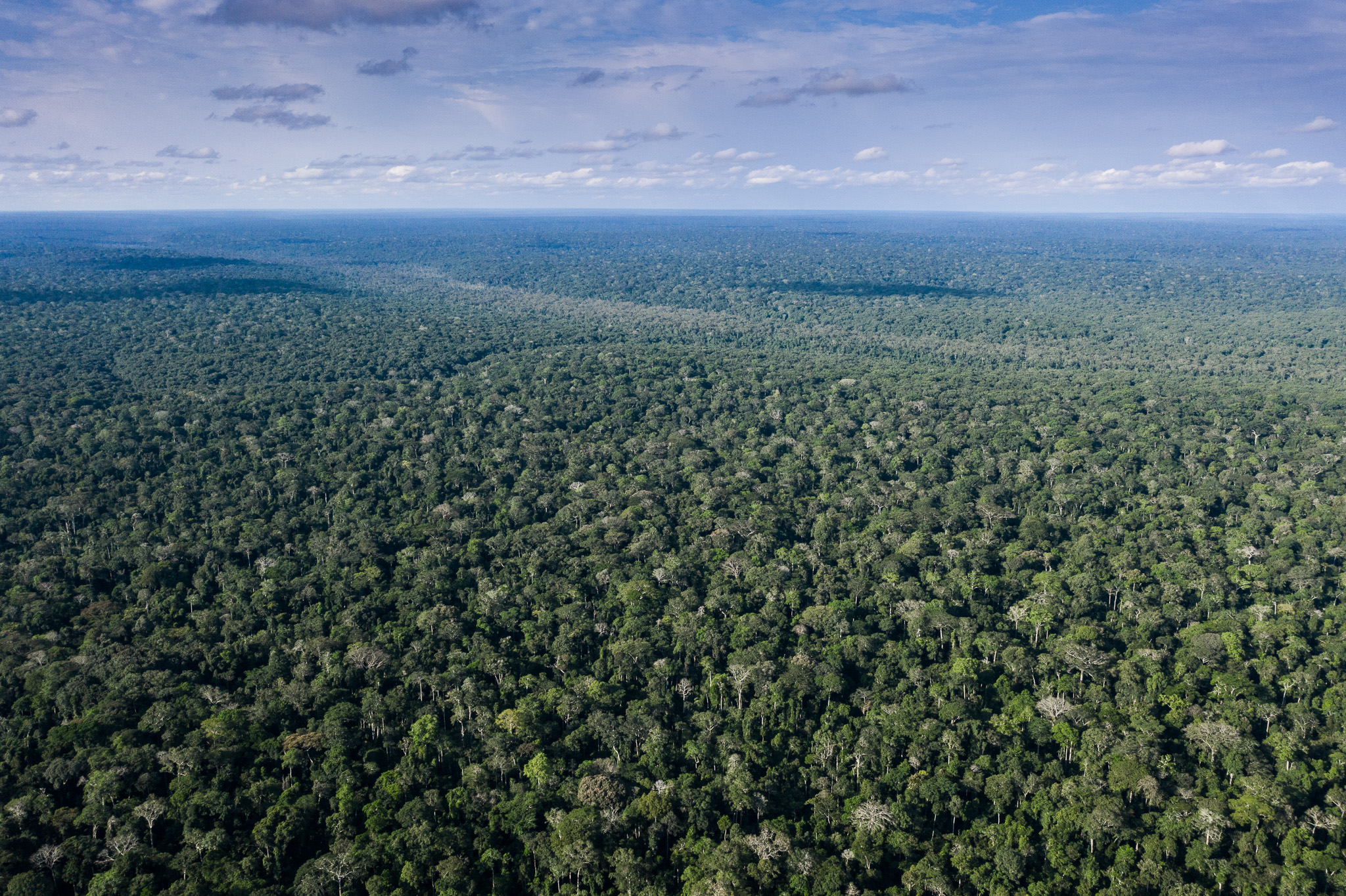 Aerial view of the forest in the Republic of Congo