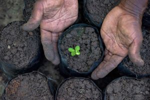 Seedling in a pot