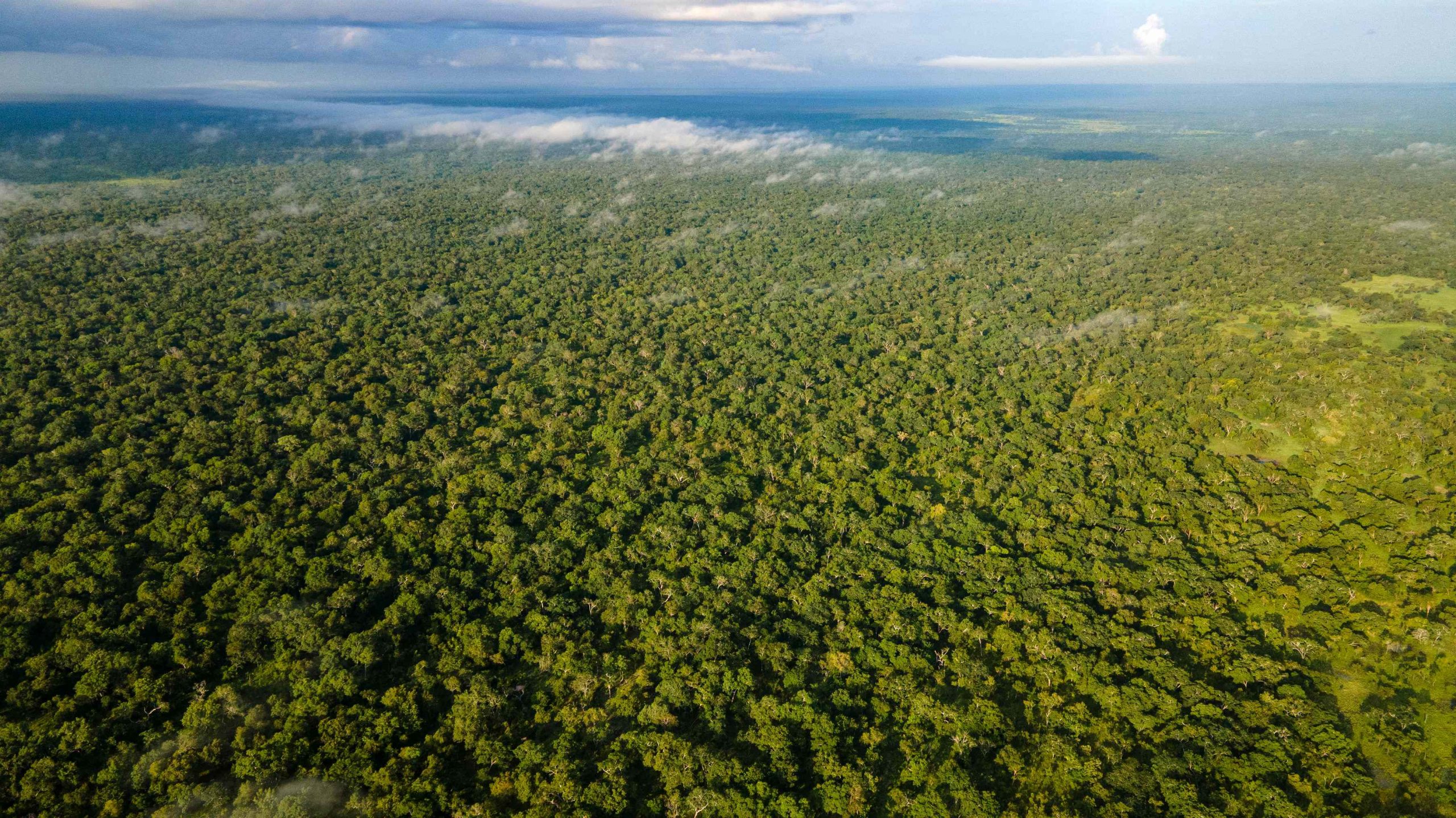 Aerial view of forest in Tanzania