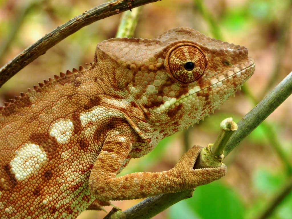 Chamaleon in Masoala National Park Madagascar. 