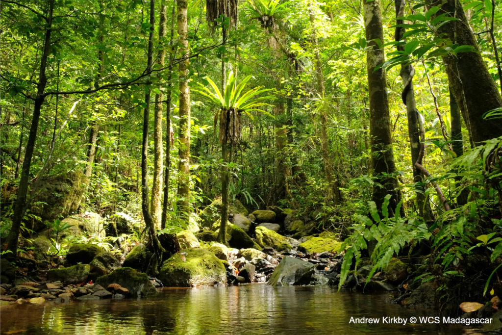 River in the forest of Makira Natural Park, Madagascar.