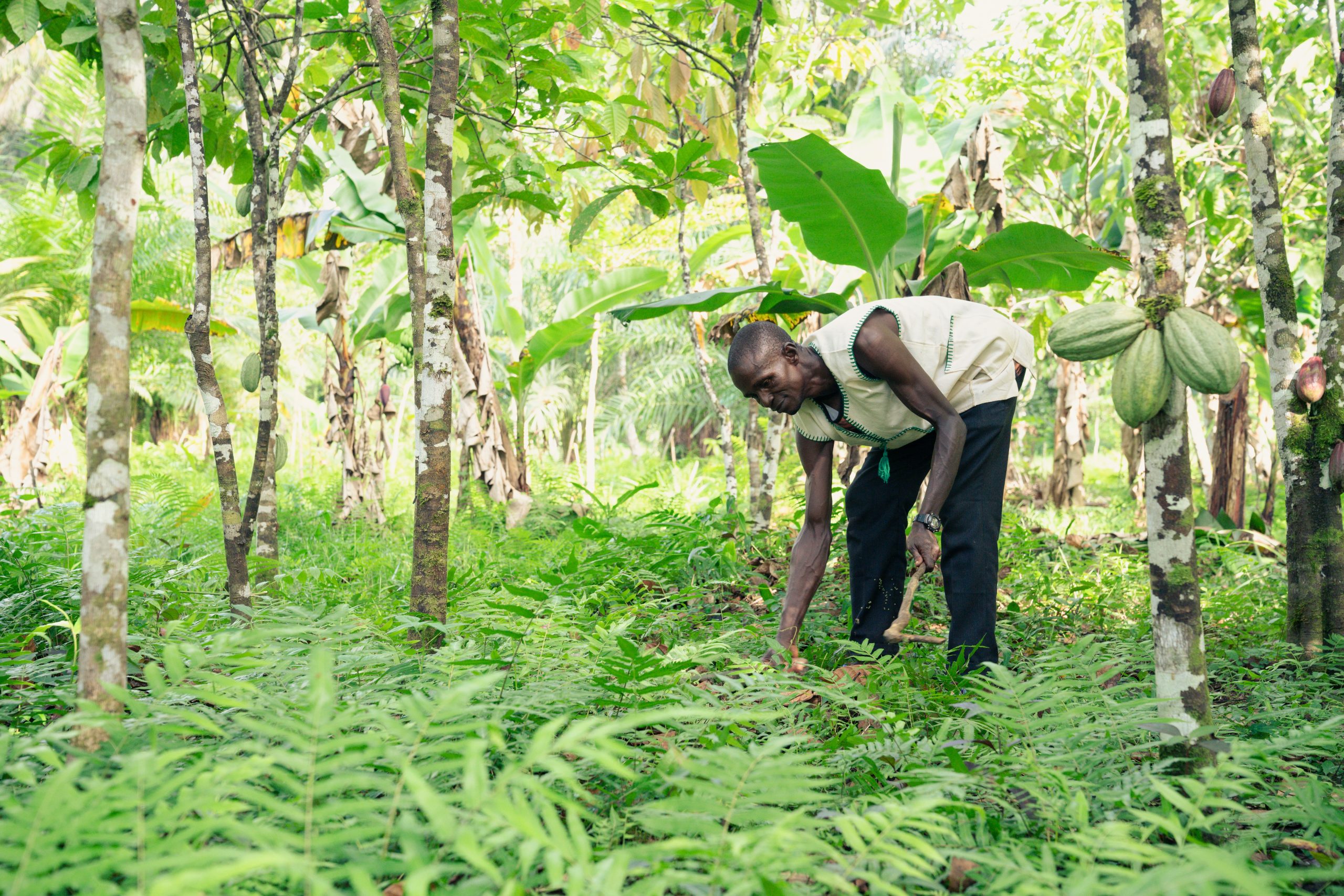 Mallo Samah farming cocoa in the Golahun Community. PHOTO: Michael Duff / RSPB
